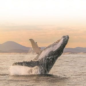 Port Stephens Whale Watching Cruise